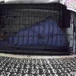 Like NEW: 30 Inch Wire Dog Crate $35 Worth & GORILLA  Cover Worth $28