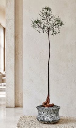 ~ 68” Tall Queensland Bottle Tree/ Brachychiton Rupestris (Planter Included) ‘Local LA Seller’