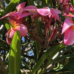 Plumeria Cuttings
