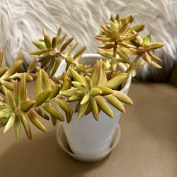 Succulent houseplant, green and orange/red