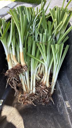 Free Agapanthus (lily of the Nile) cuttings