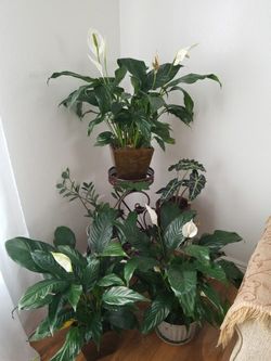 White Premium Sympathy Peace Lily - Indoor Plants House 60 Each