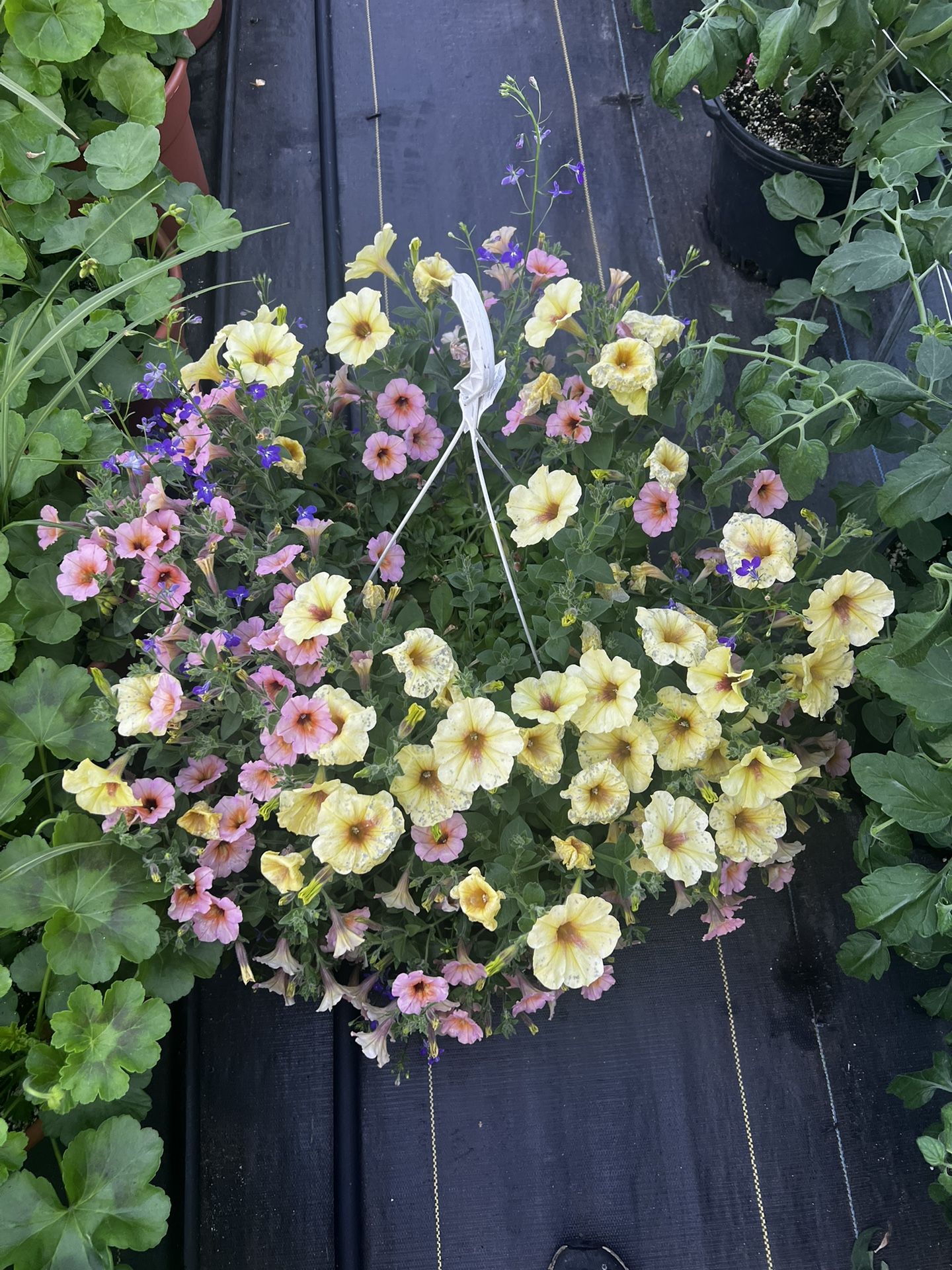 Hanging Baskets