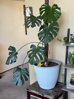 Monstera