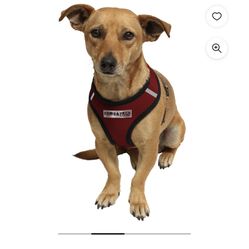 Paws & Pals Dogs And Cats Harness Small 