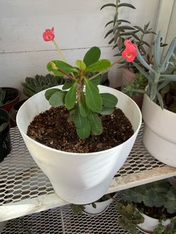 Plants for Mother’s Day