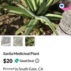Savila Plant Medicinal
