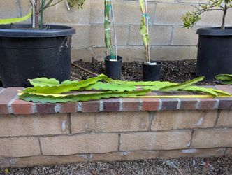 Dragon Fruit Cuttings- Purple Haze Variety