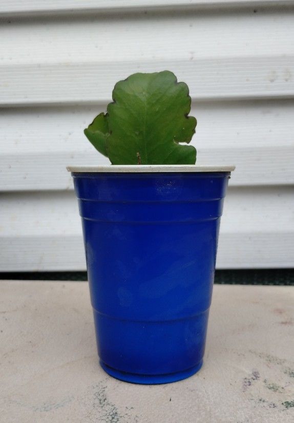 Life Plant