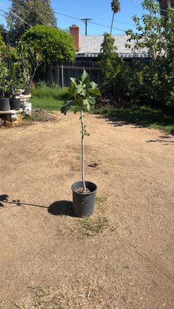 De La Caseta fig tree 5 gallon