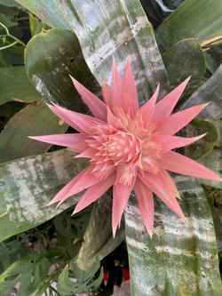 Beautiful Bromeliad Plant For Sale Blooming G Right Now Pretty Pink Color 20’ Tall And 9’ Wide $45