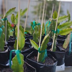 Dragon Fruit Plant Red Flesh Very Sweet Pitaya