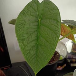 Alocasia Melo Starter