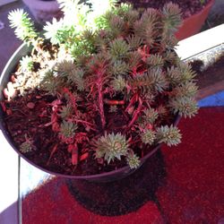 Succulents 