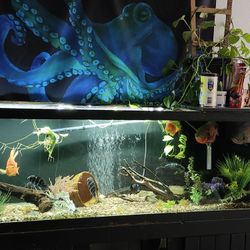 125 Gallon Fish Tank