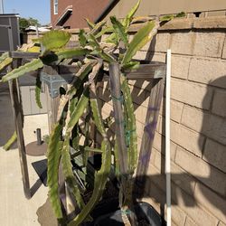 Dragón fruit - AX