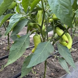 Farm Stand Open Daily Fresh Produce 