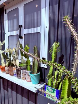 Unique cactus sale