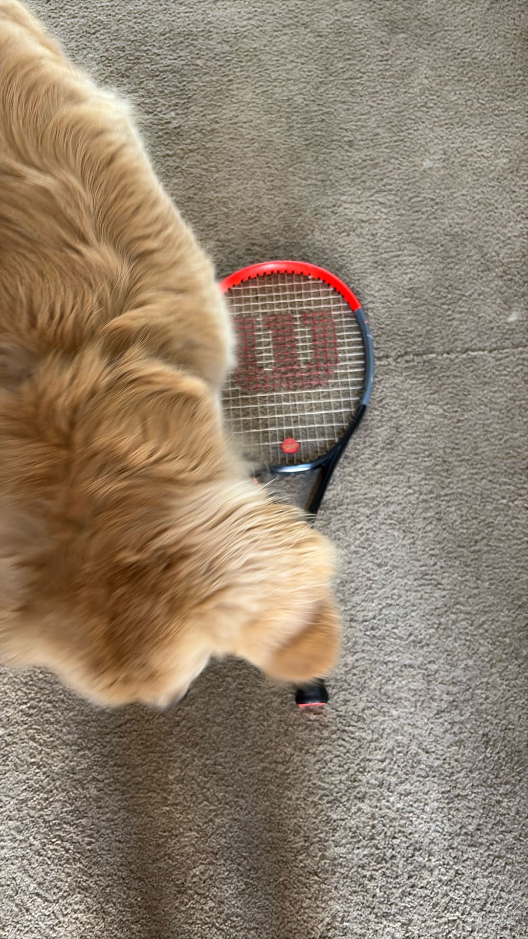 Wilson Tennis Racket