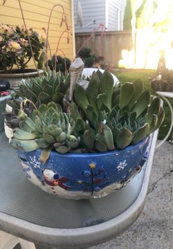 Succulents