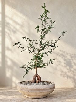Operculicarya Decaryi/ Elephant Tree (Planter Included) #Q8  ‘Local LA Seller’