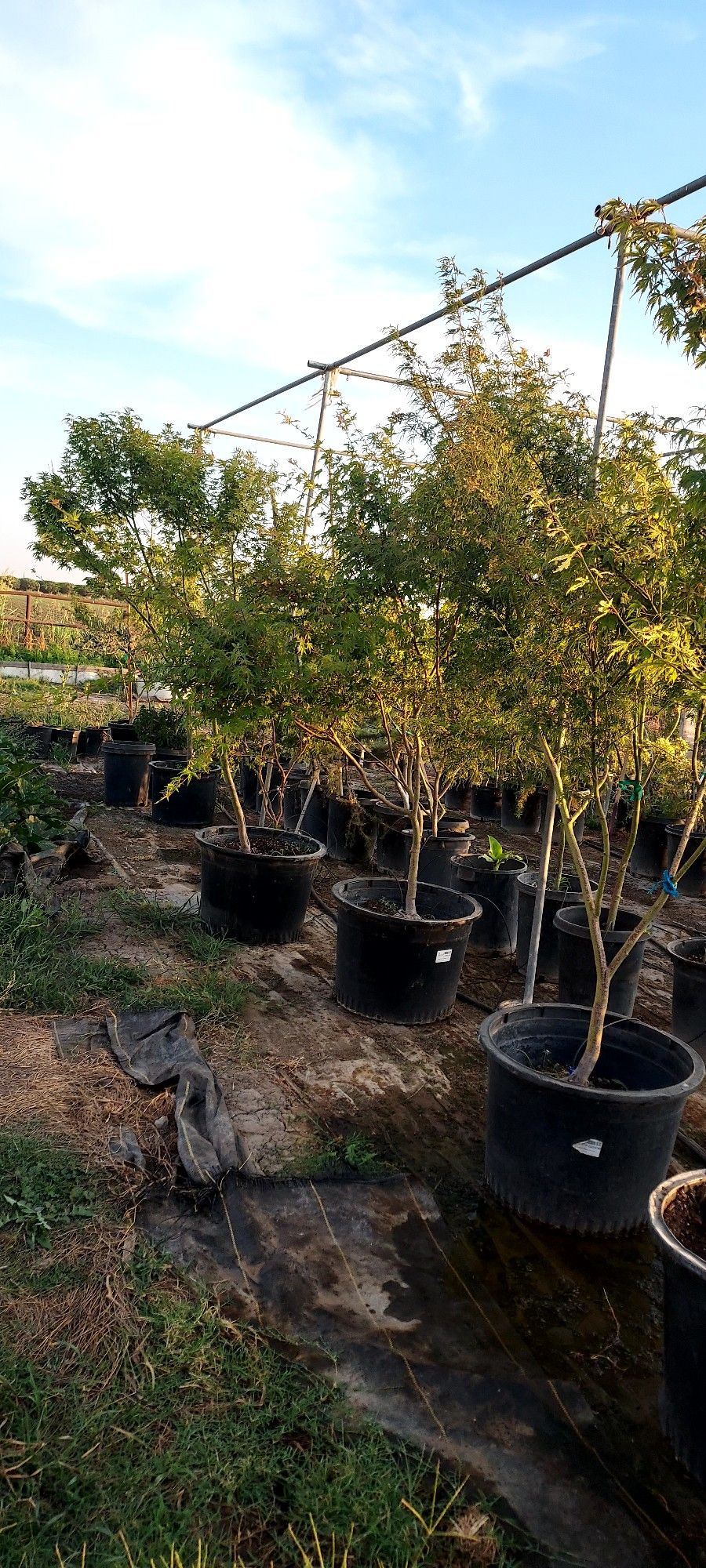 Plants Trees Arboles