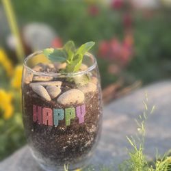 Happy Birthday Succulent Plant Arrangement 