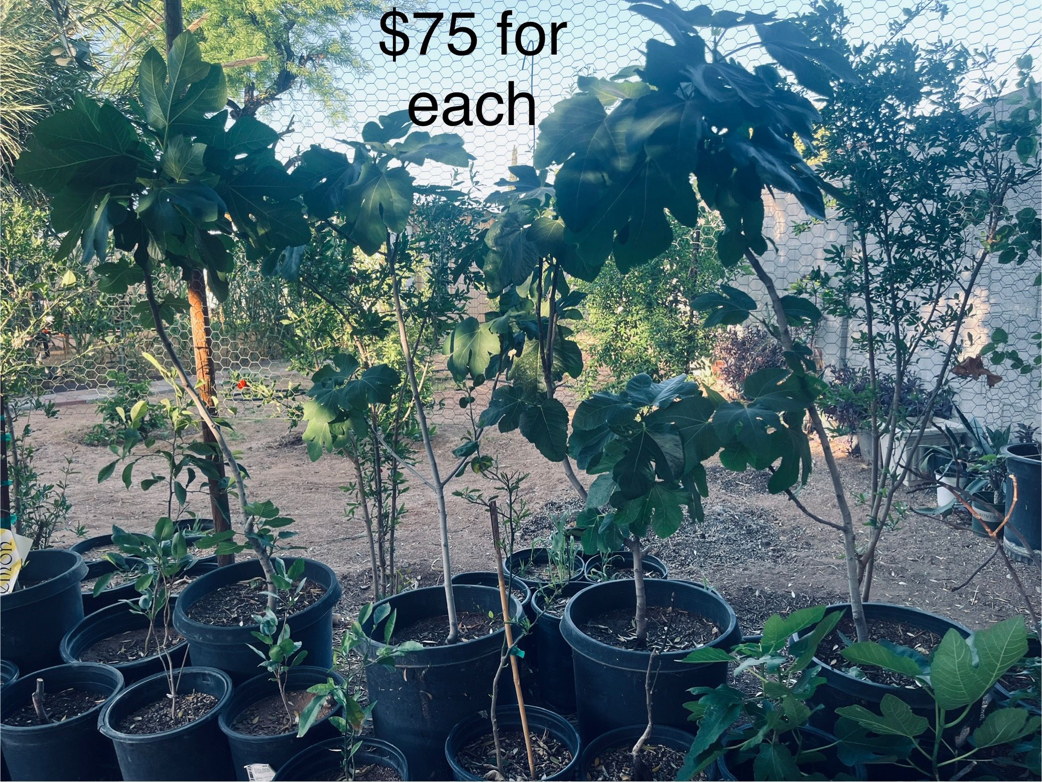 Lsu Gold Fig Plants