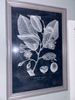 Large Framed Botanical Print - Passiflora Emarginata