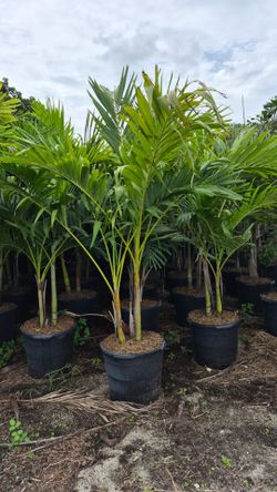 Christmas Palms About 6 feet Tall