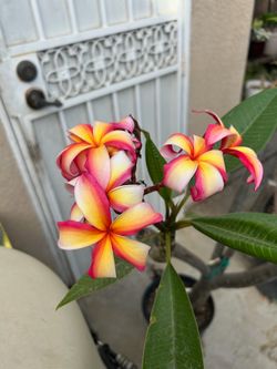 Plumeria