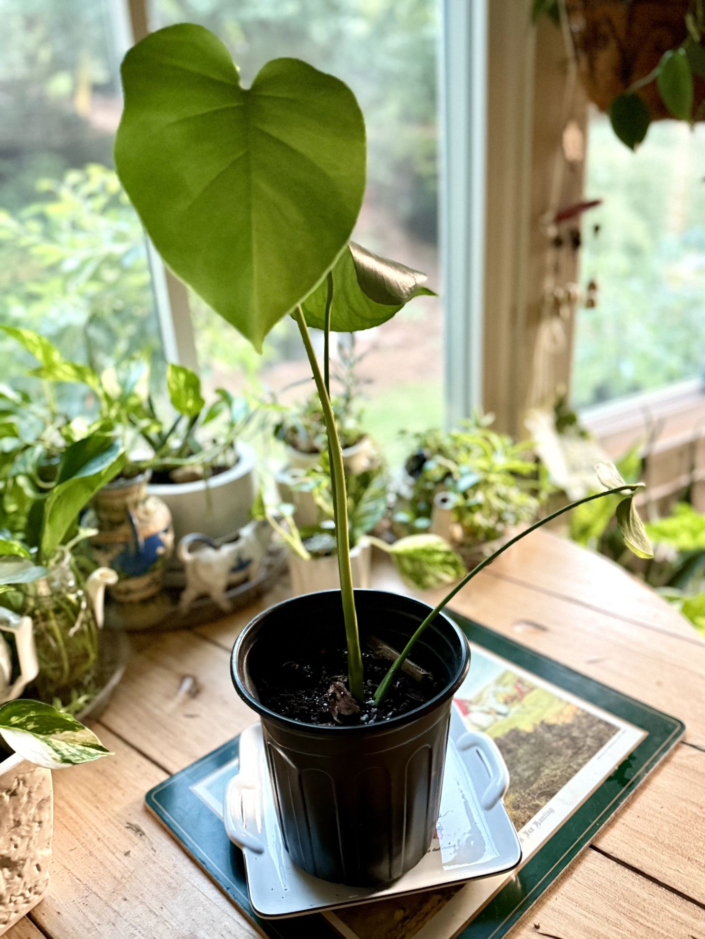 Small Monstera Plant Starter Plant