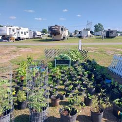 Tomato And Pepper Plant 