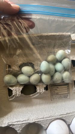 Frescos Huevos Organicos/ Fresh Organic Eggs