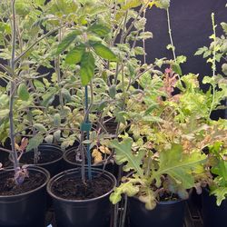 Organic Beefsteak Tomato, Gourmet Lettuce  and Broccoli Plants For Sell