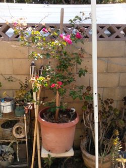 Pink Flower Tree