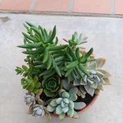 Succulents In Pot