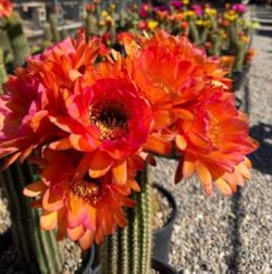Red Torch Cactus