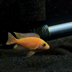 Aquarium Accessories 