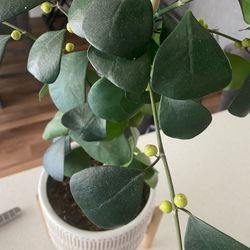 Unique Ficus