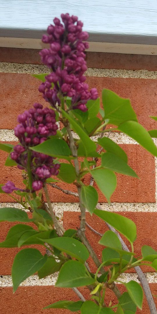 Large lilac in 5 Gallon pot. $55-$65 Each. Start to flowering.