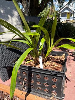 Cymbidium orchid C4
