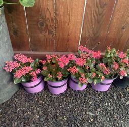 Pink Kalanchoe Plant
