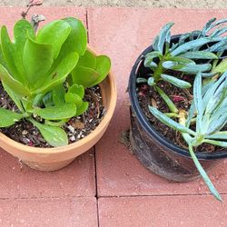Succulent Plants ($5 Each)