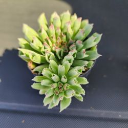ODDITY SUCCULENT ONLY $5 IN SAN LORENZO