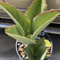 Unique Kalanchoe Plant 