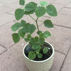 Homegrown Beautiful Greendigs Pilea Round Circular Leaves In White Ceramic Pot