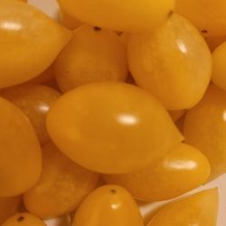 Rare Organic Barry's Crazy Cherry Tomato Seeds And Preorder Plants! 2025 SEASON EARLY RELEASE! AVAILABLE NOW!