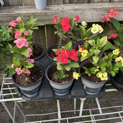 Plant Sale… Coronas De Cristo…10$