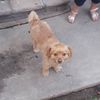 Lola